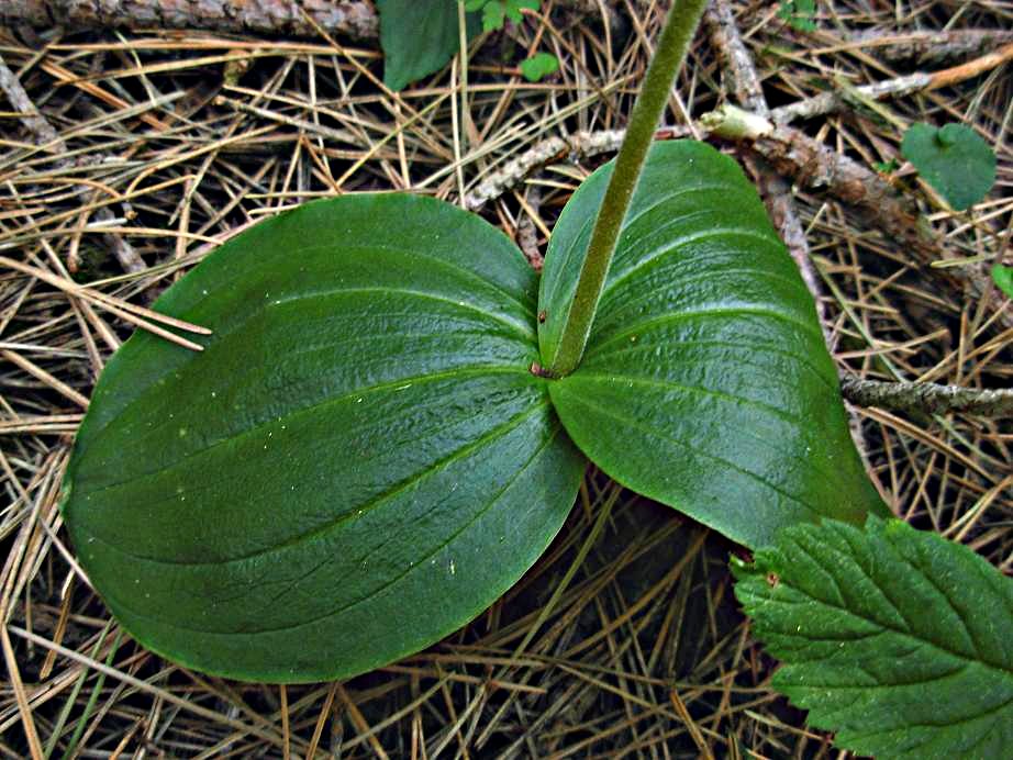 Neottia ovata